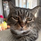 Энергичный Мужской Вокал