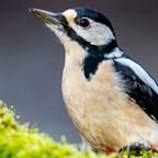 Warm Conversational Speaker