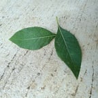 Clear Conversational Voice