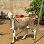 صوت الخطيب العربي