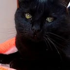 Joven Narrador Expresivo