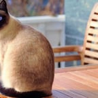 Narradora Española Cálida