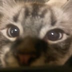 Gumball from TWWWOG NEW!