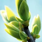 植物