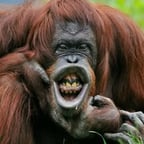 Voz Masculina Casual