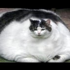 Formal Announcer Voice