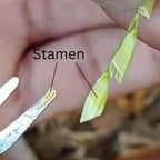 Dynamic Storyteller Male