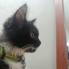 Dynamic Male Narrator