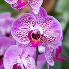 Voz Profesional Amigable