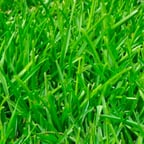 Youthful Storyteller