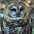 Сова-сказочница