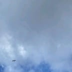 صوت أنثوي هادئ