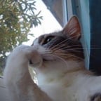  professional/Cassidy Cassidy