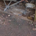 Amigo Português Casual