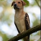 صوت عربي حيوي