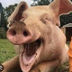 Карина блек пенсил