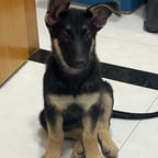 Professional Male Narrator