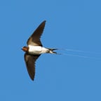 Narrateur Naturel Calme