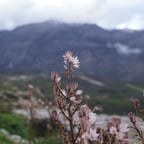 Ελληνική Φιλική Φωνή μέλισσα 