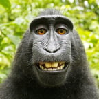 Klare Deutsche Stimme