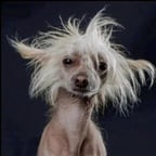 Engagierter deutscher Sprecher