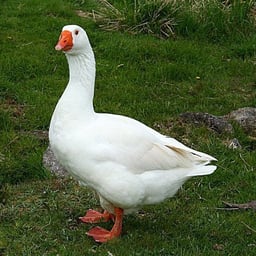 Энергичный Молодой Мужчина