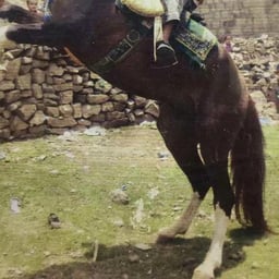 ام مزخ الدوسري