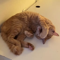 Voz do narrador do chris