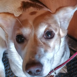 Выразительный Мужской Голос