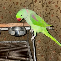 Suara Wanita Prihatin