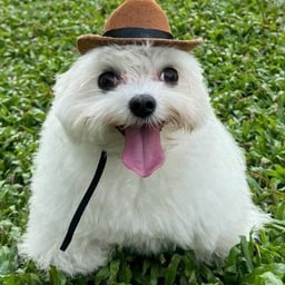 Voz Melancólica tomas