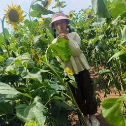 雪乐布朗山26-28