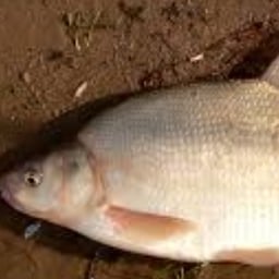 Энергичный Мужской Рассказчик