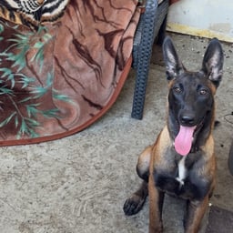 مراد علم دار