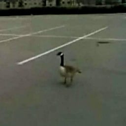 Announcement Voice System 