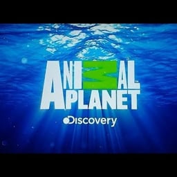 VOZ ANIMAL PLANET 4