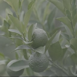 自然/美食宣传片01