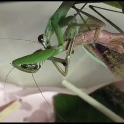 深みのある女性声