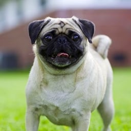 Deep Dramatic Narrator