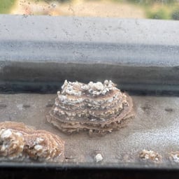 Жекич Дубровский 