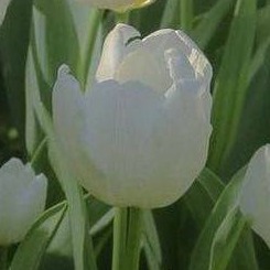 Могущественный Владыка