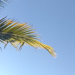 Voz Clara e Motivadora