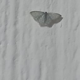 Narradora Clara Española