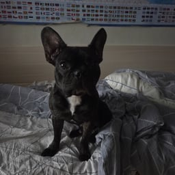 Хриплый Баюн