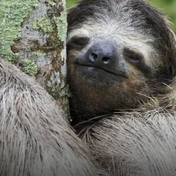 Dramatische Erzählerin