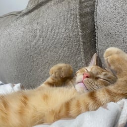 Friendly Conversationalist