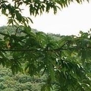 Ehrliche deutsche Erzählstimme