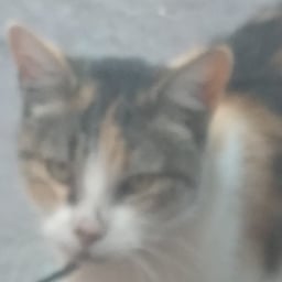 Niño Juguetón Español