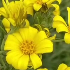 صوت عربي حيوي