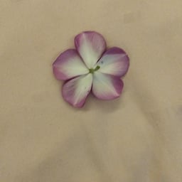 Dynamic Action Voice